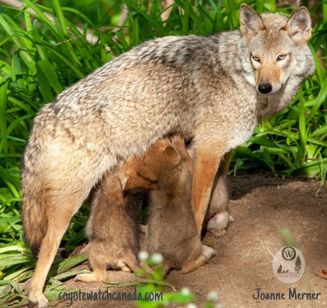 Ep. 143 : Lesley Sampson and Lauren Van Patter on Co-existing With